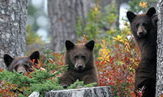 Bear Viewing Tours